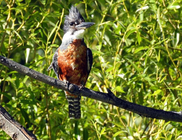 Ringed Kingfisher - ML278500441