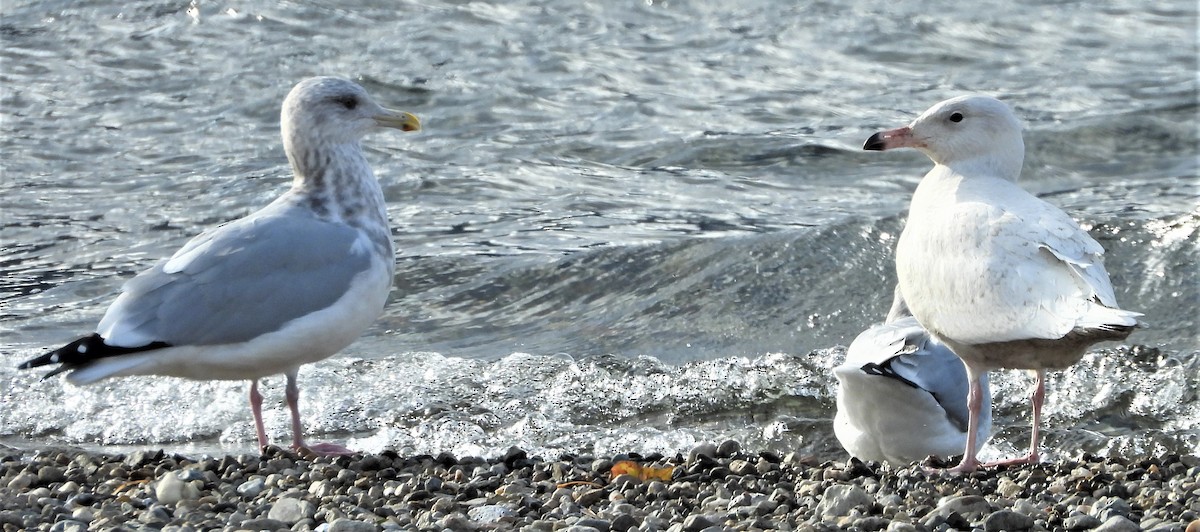 Glaucous Gull - ML278510351