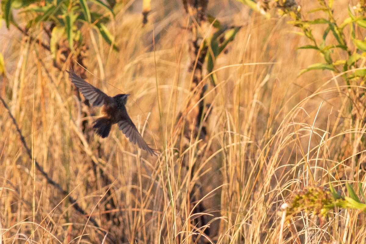 Marsh Wren - ML278511861