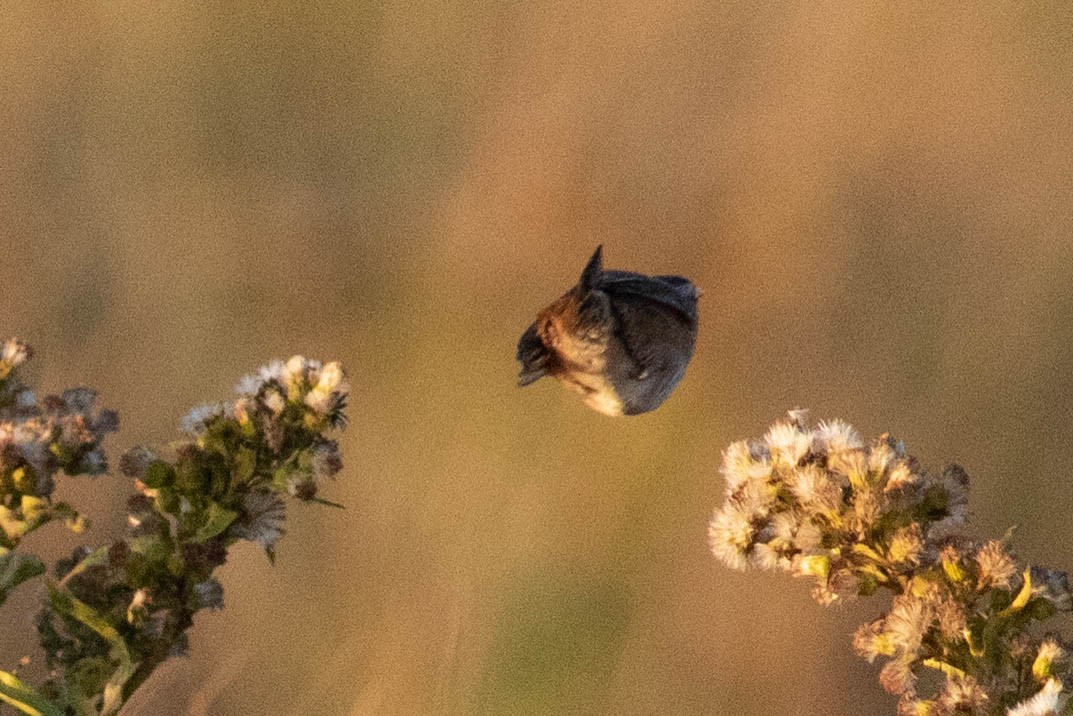 Marsh Wren - ML278511891