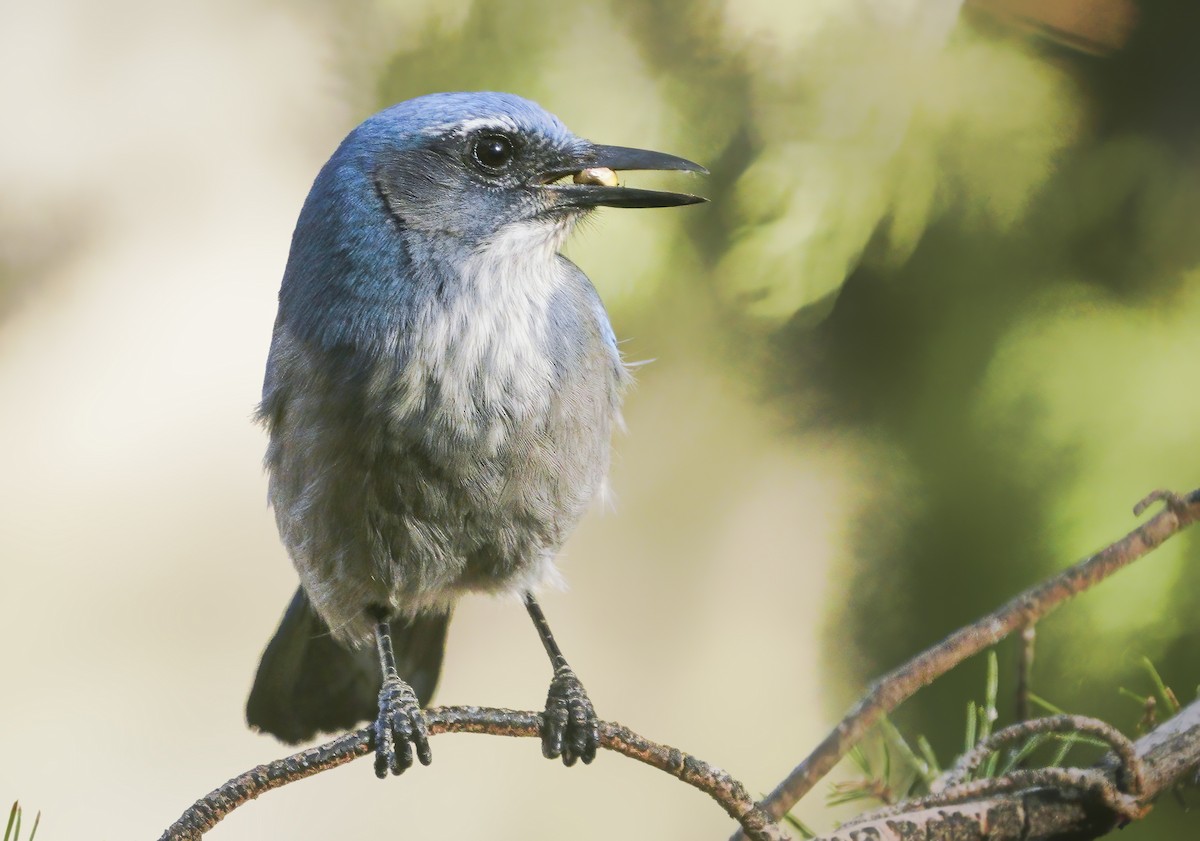 Woodhouse's Scrub-Jay - ML278513131