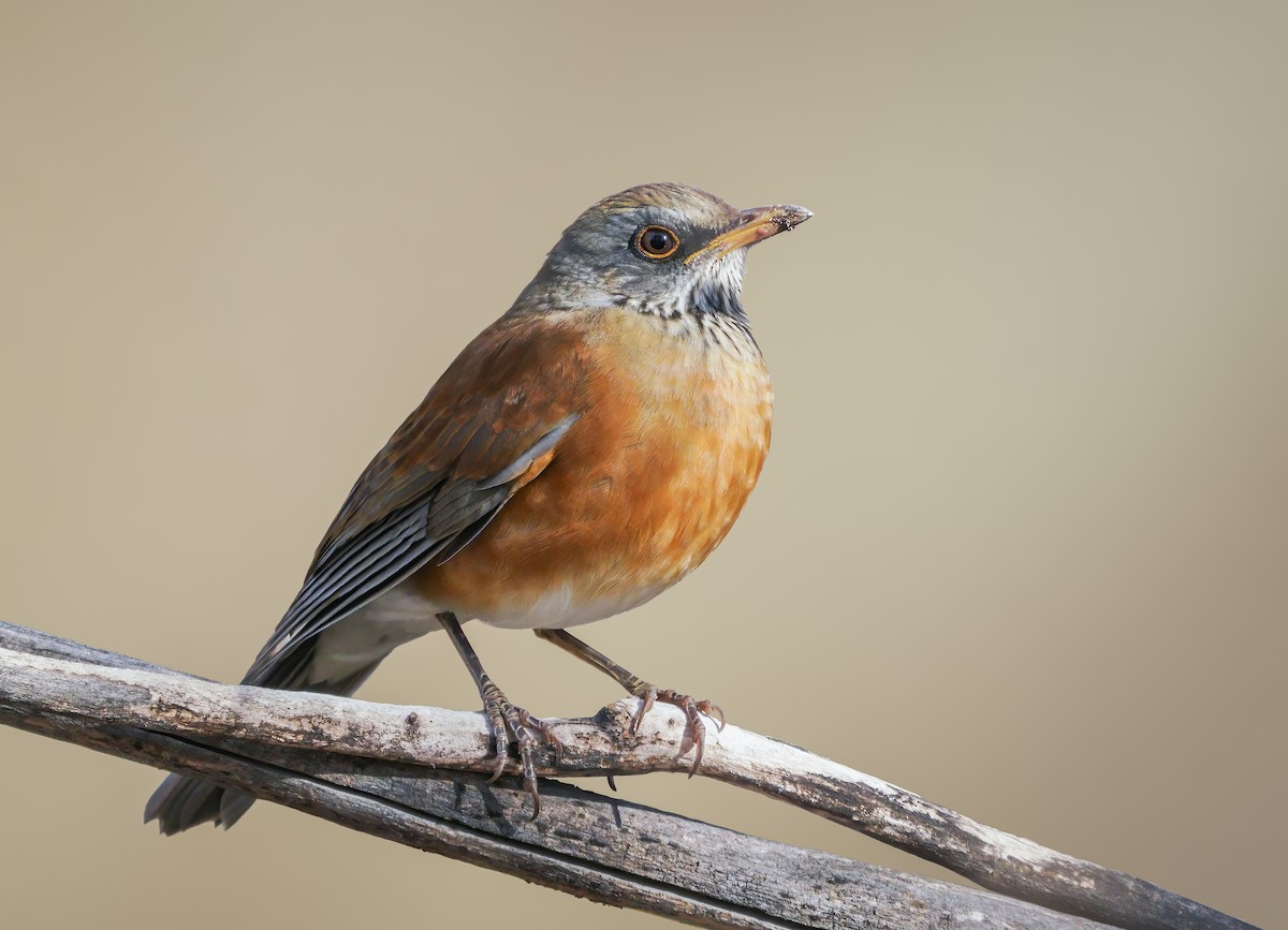 Rufous-backed Robin - ML278514481