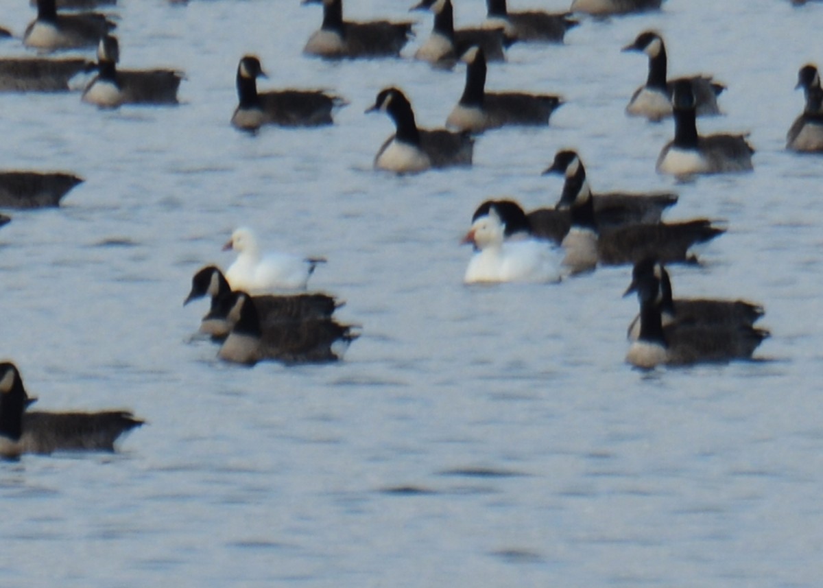 Ross's Goose - Janet Smigielski