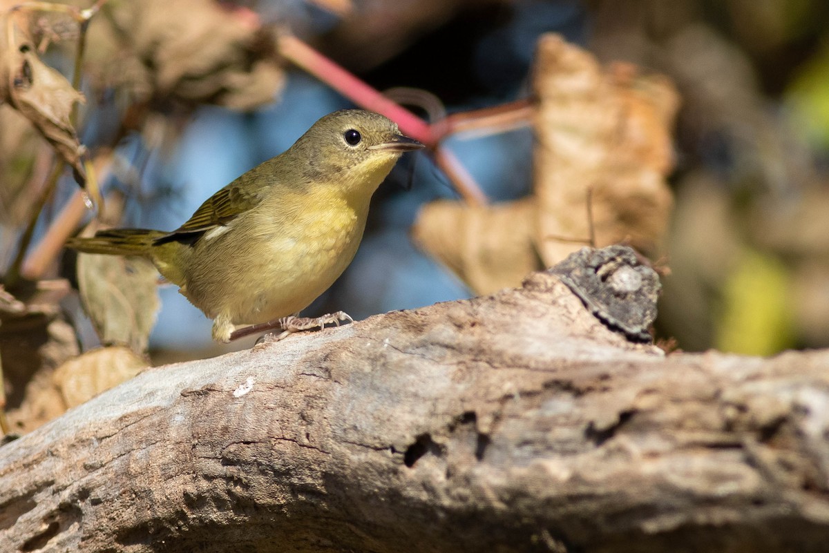 Common Yellowthroat - ML278517481