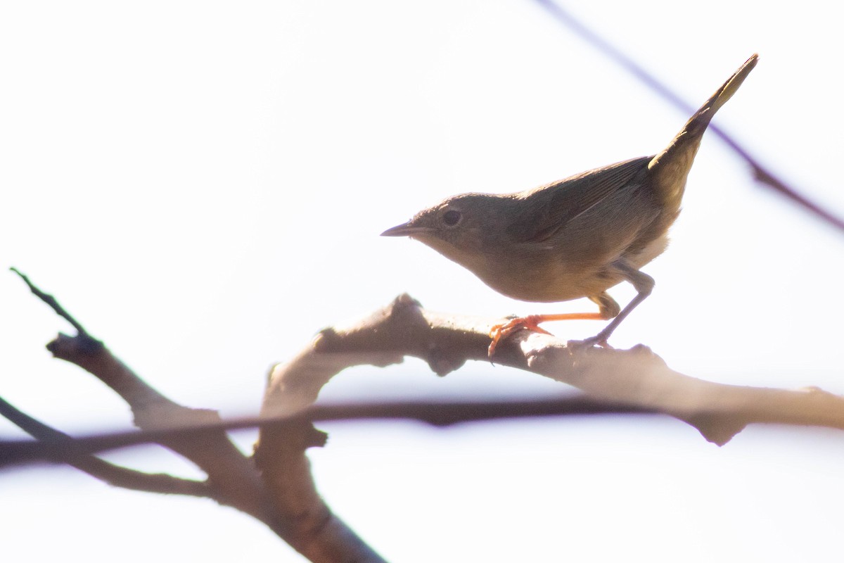 Common Yellowthroat - ML278517511