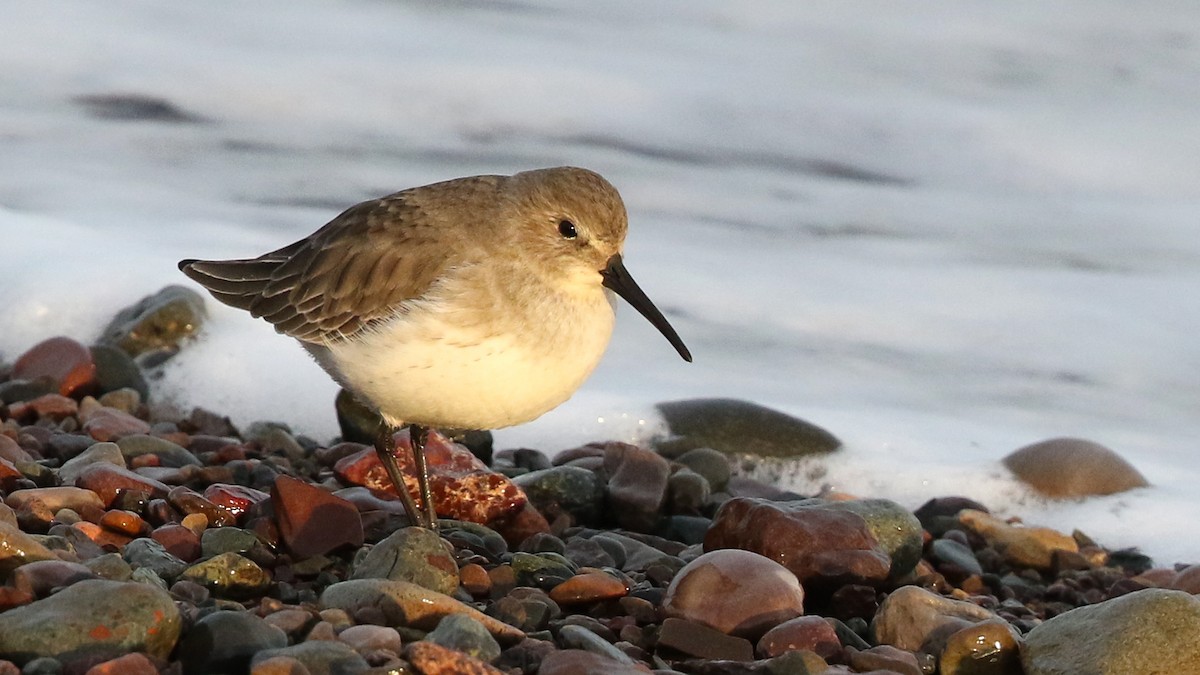 Dunlin - Harry Scarth