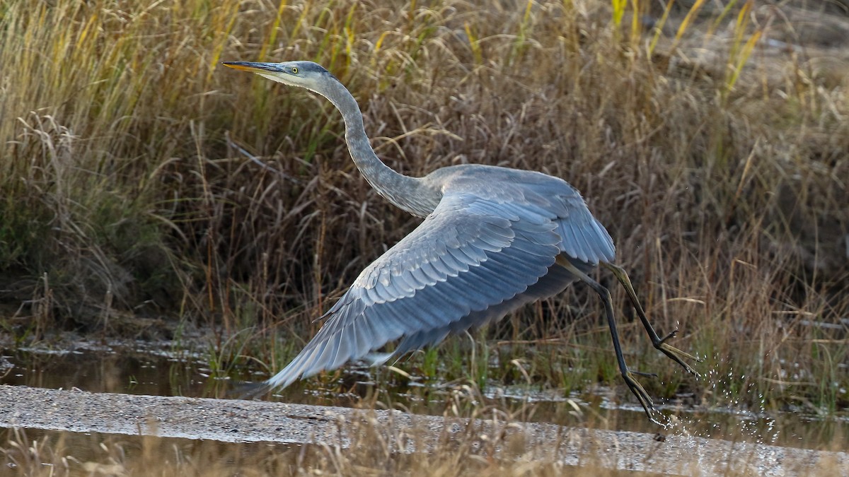 Great Blue Heron - ML278518851