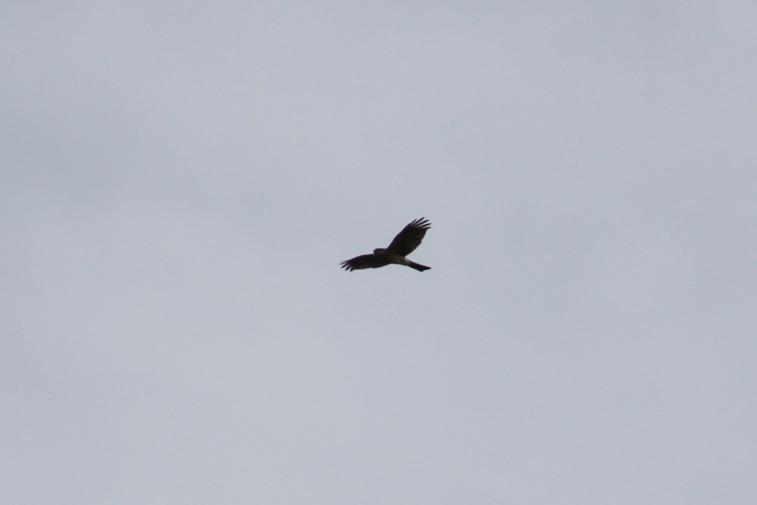 Sharp-shinned Hawk - ML278519791