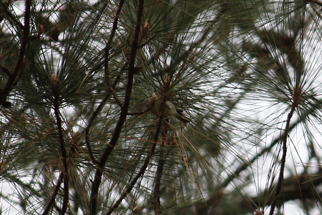 Golden-crowned Kinglet - ML278520141