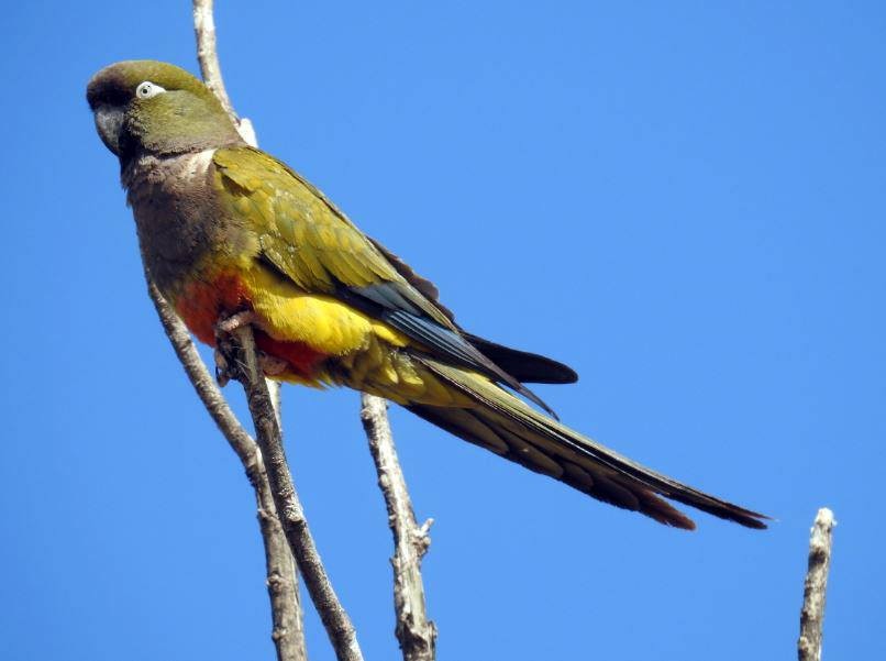 Burrowing Parakeet - Marcio Kerbage