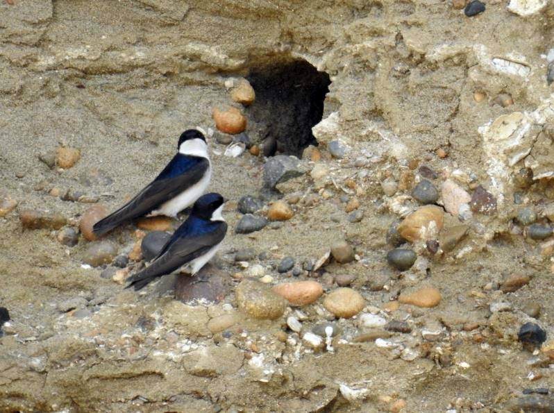 Blue-and-white Swallow - Marcio Kerbage