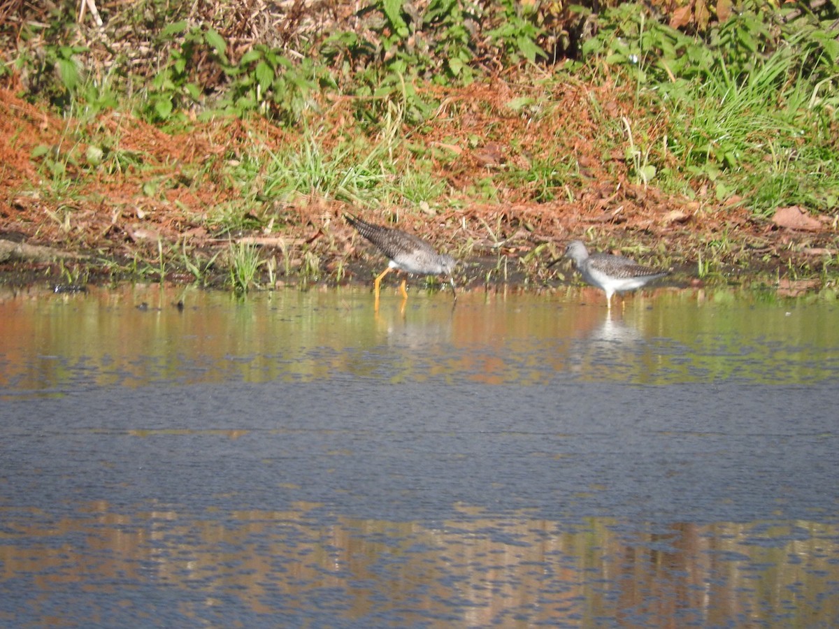 Greater Yellowlegs - Andrew Dasinger