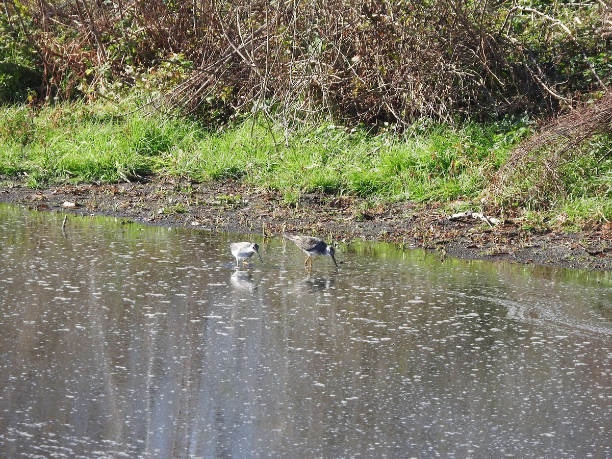 Greater Yellowlegs - ML278521741