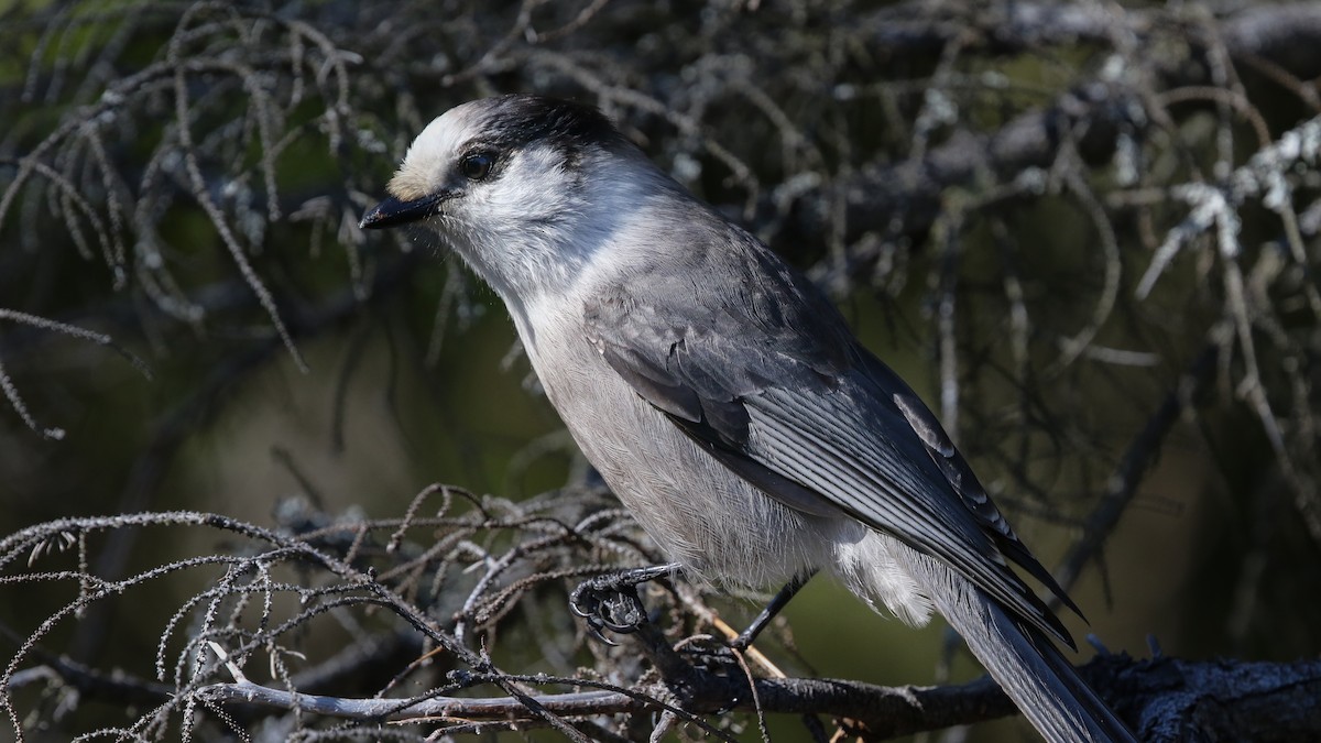 Canada Jay - ML278522111