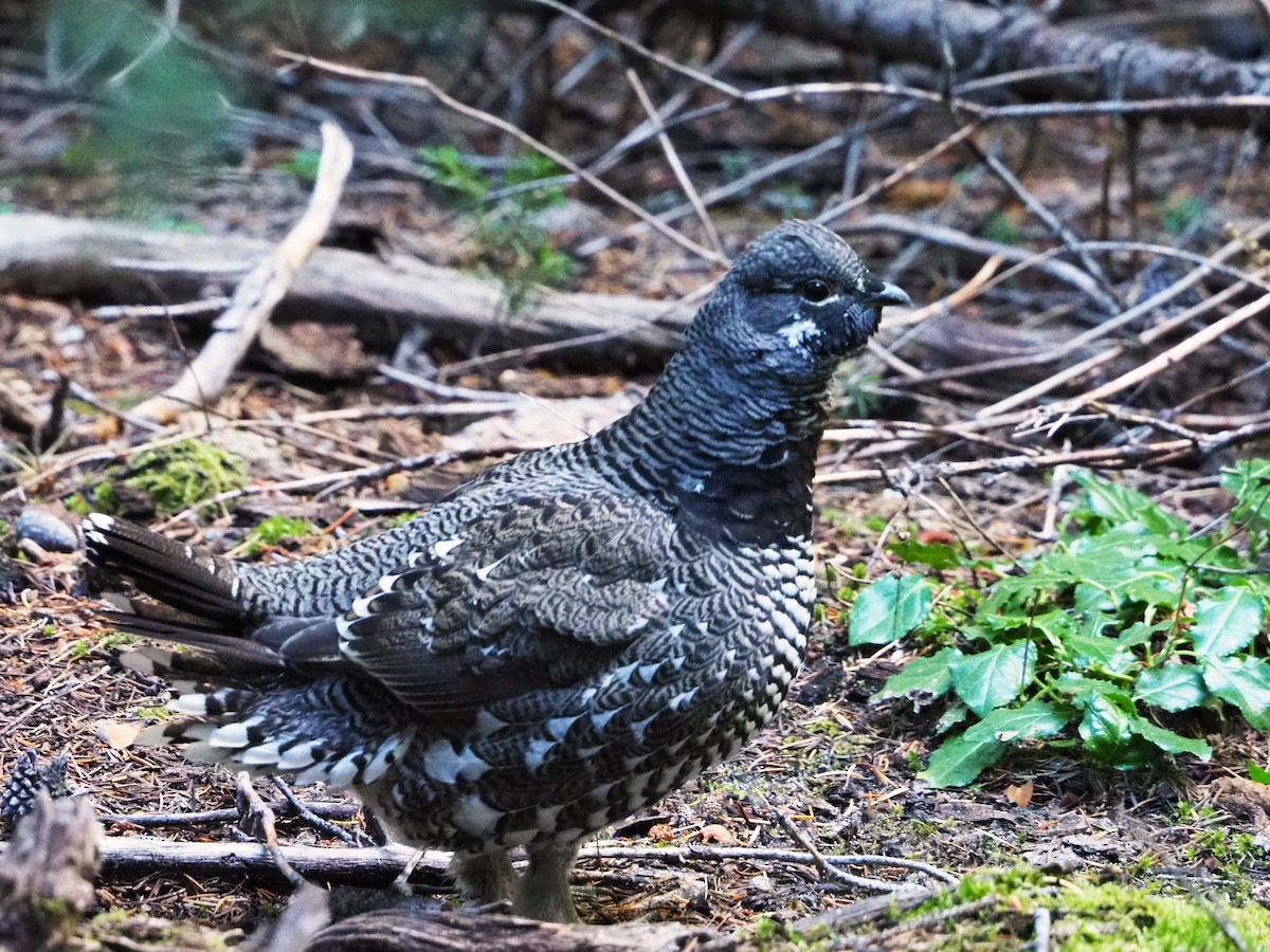 Spruce Grouse (Franklin's) - ML278522411