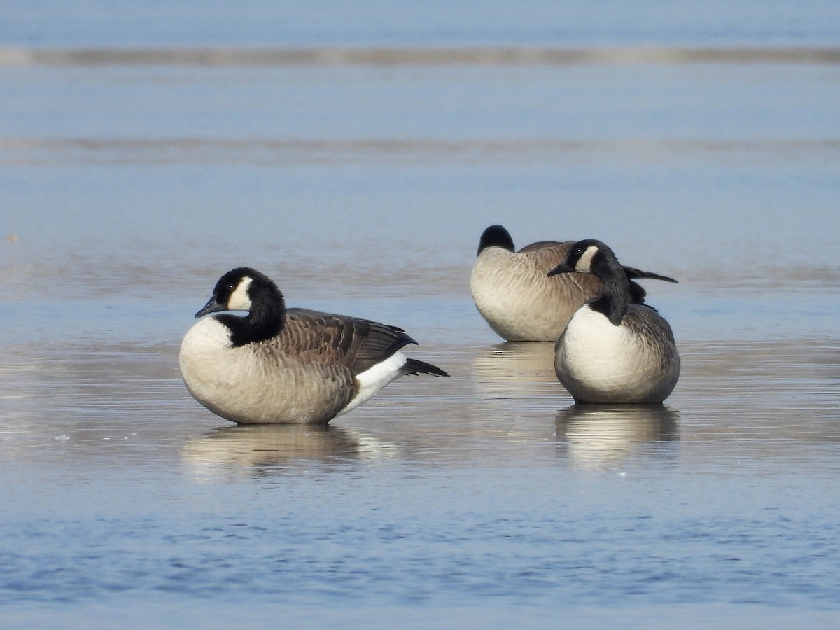 Canada Goose - ML278523551