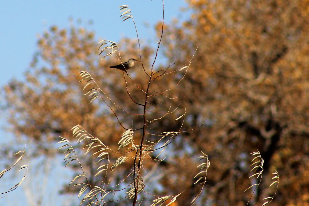 Say's Phoebe - ML278523581