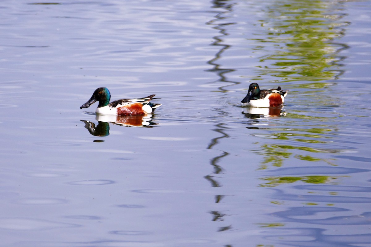 Northern Shoveler - Robin Gurule