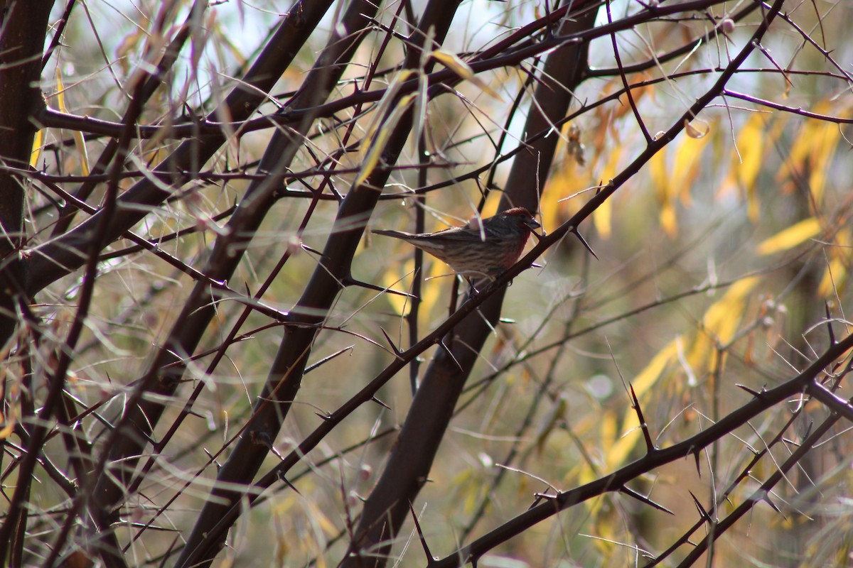 House Finch - David Lerwill