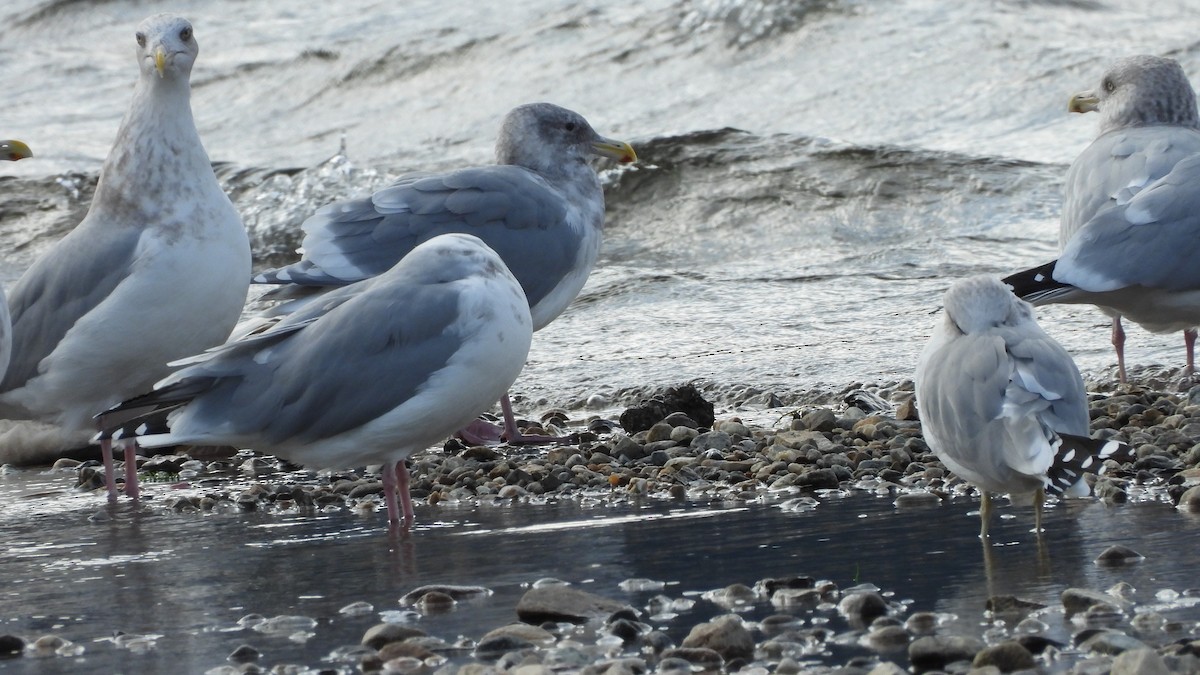 Glaucous-winged Gull - ML278524061