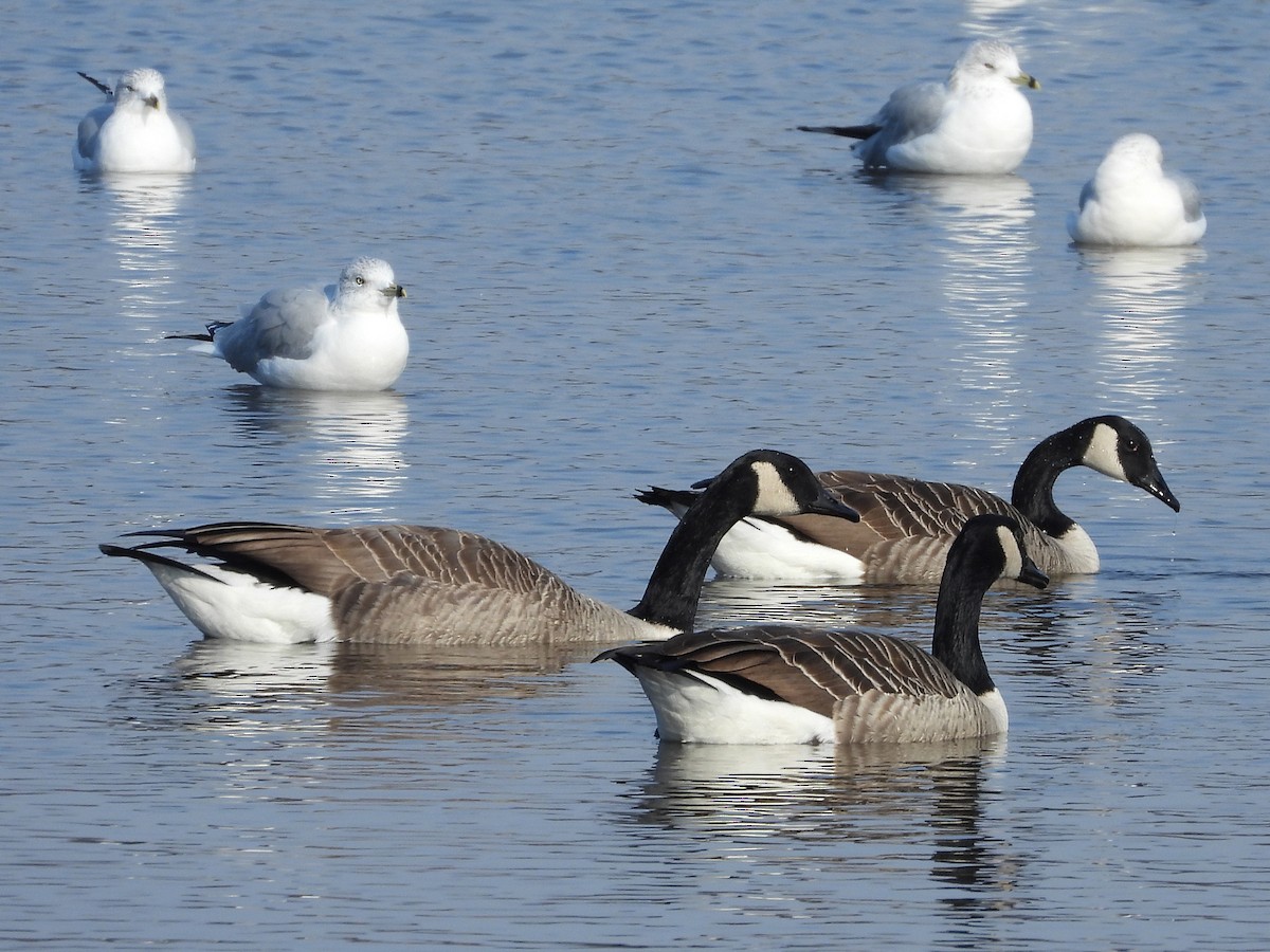 Canada Goose - Francois Bourret