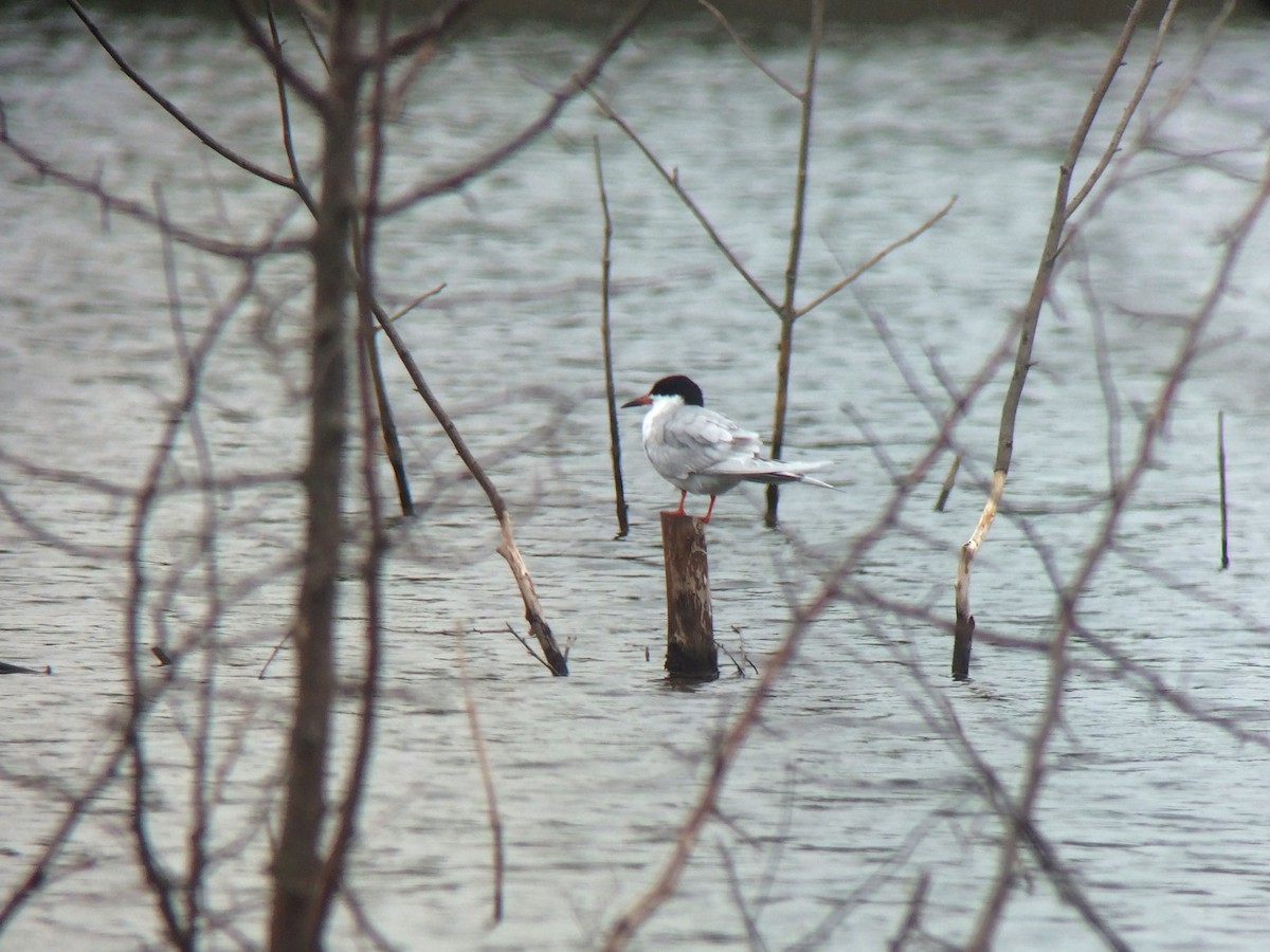 Forster's Tern - ML27852661