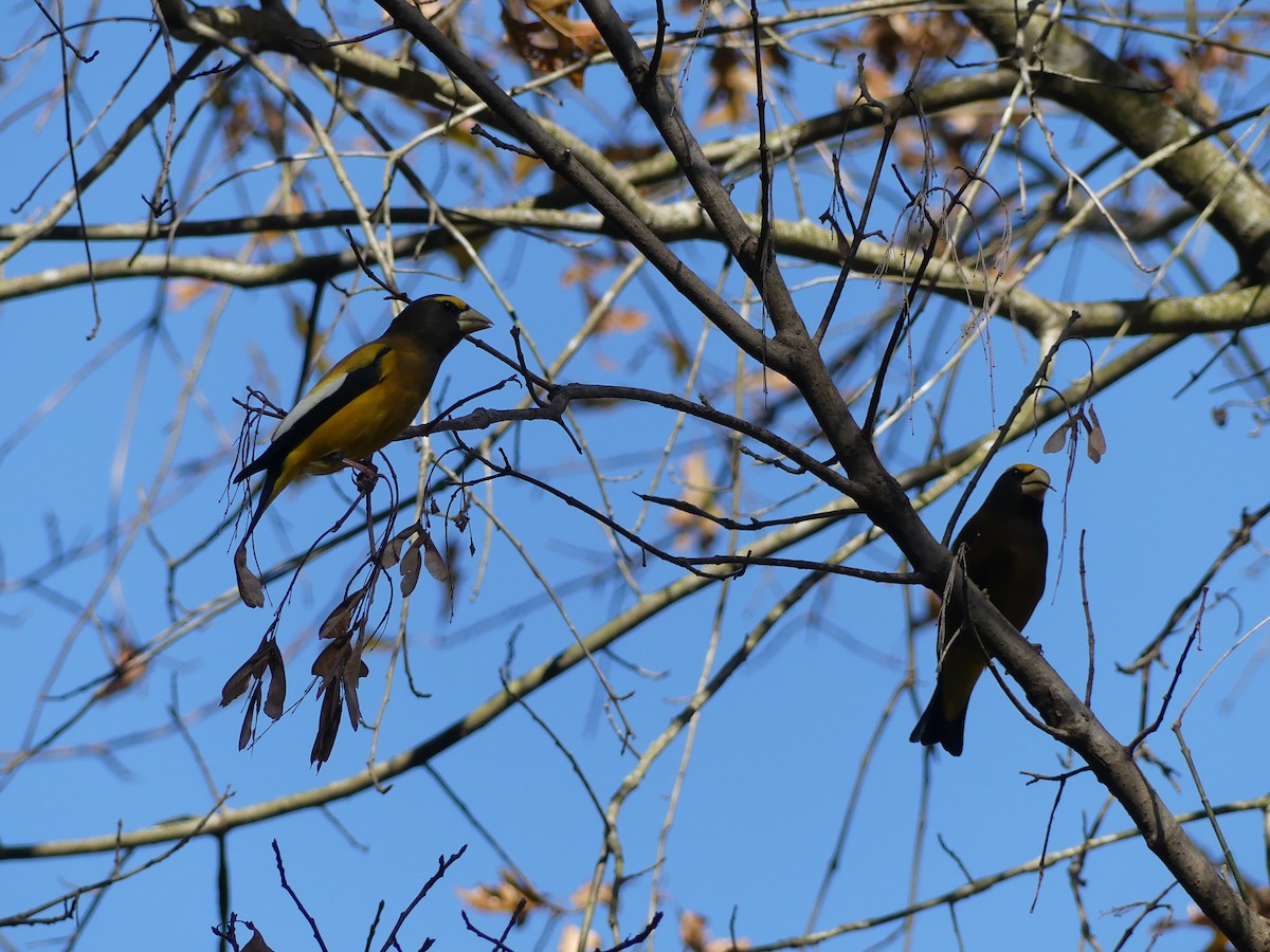 Evening Grosbeak - ML278526841