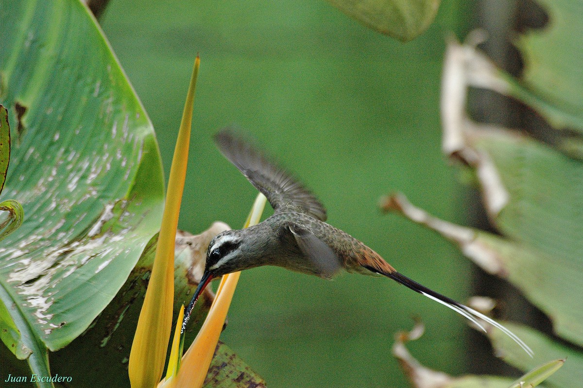 Sooty-capped Hermit - ML278531331