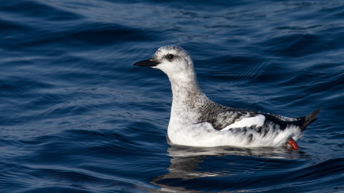 Black Guillemot - Fyn Kynd