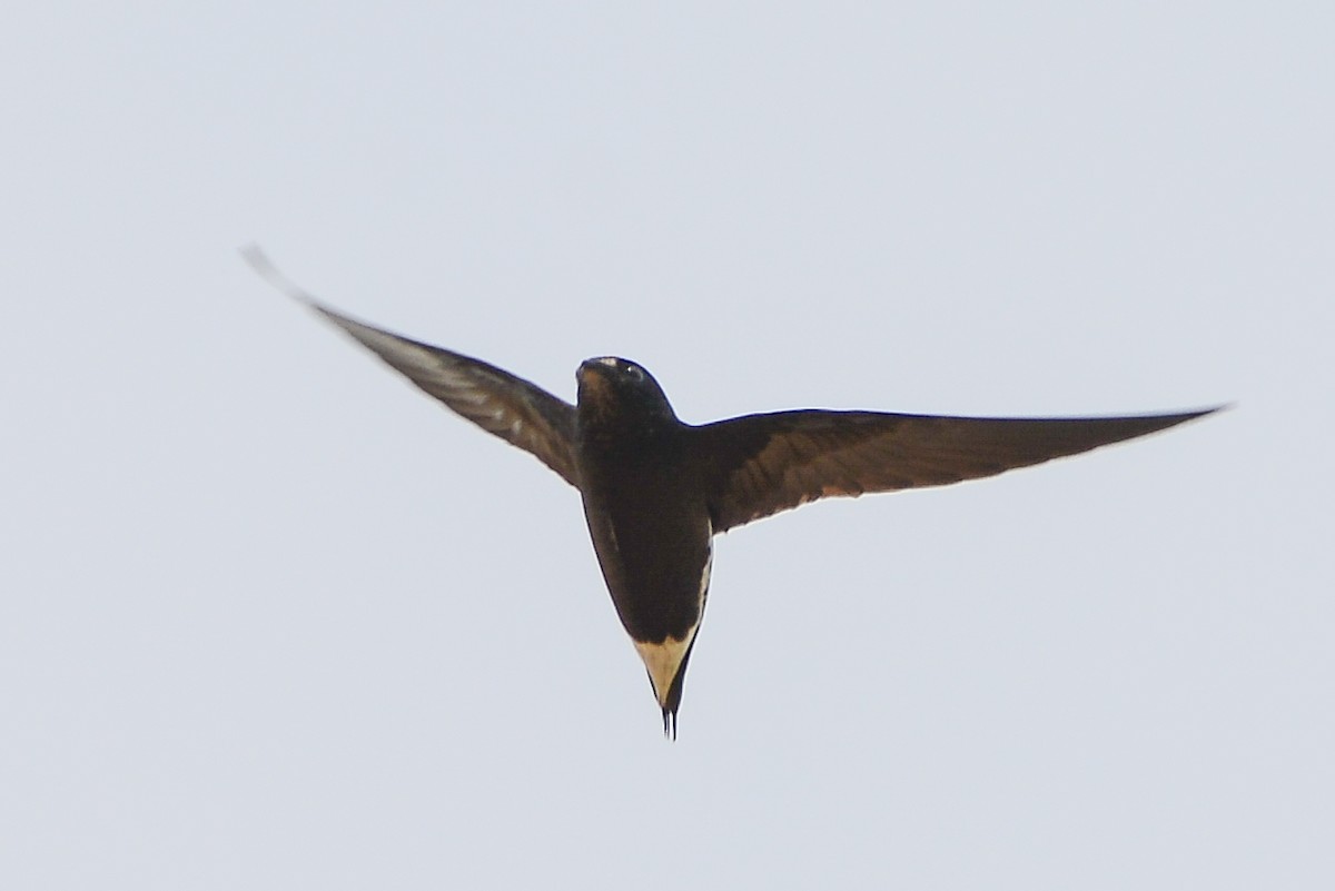 Brown-backed Needletail - ML278533281