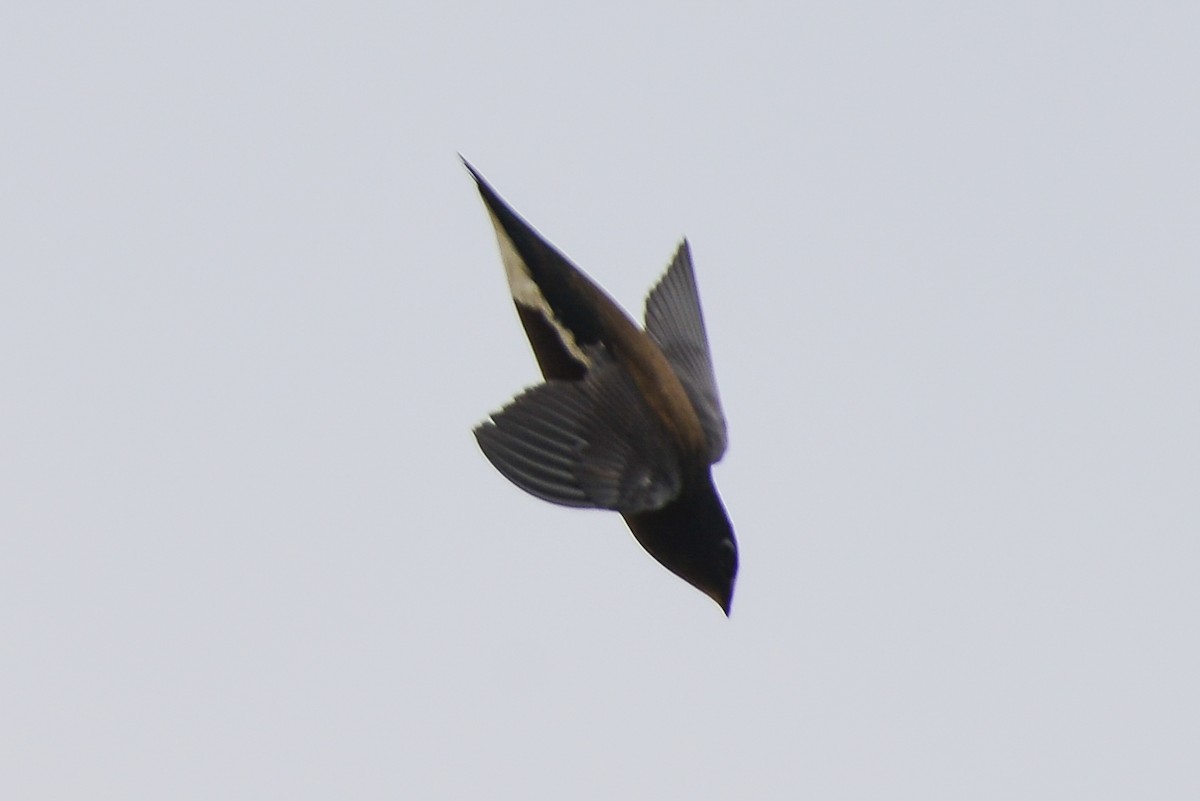 Brown-backed Needletail - ML278533331