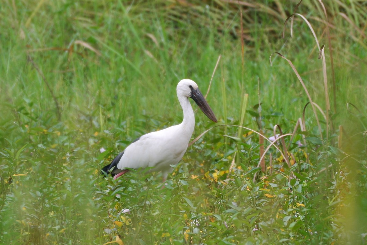 Asian Openbill - ML278533501