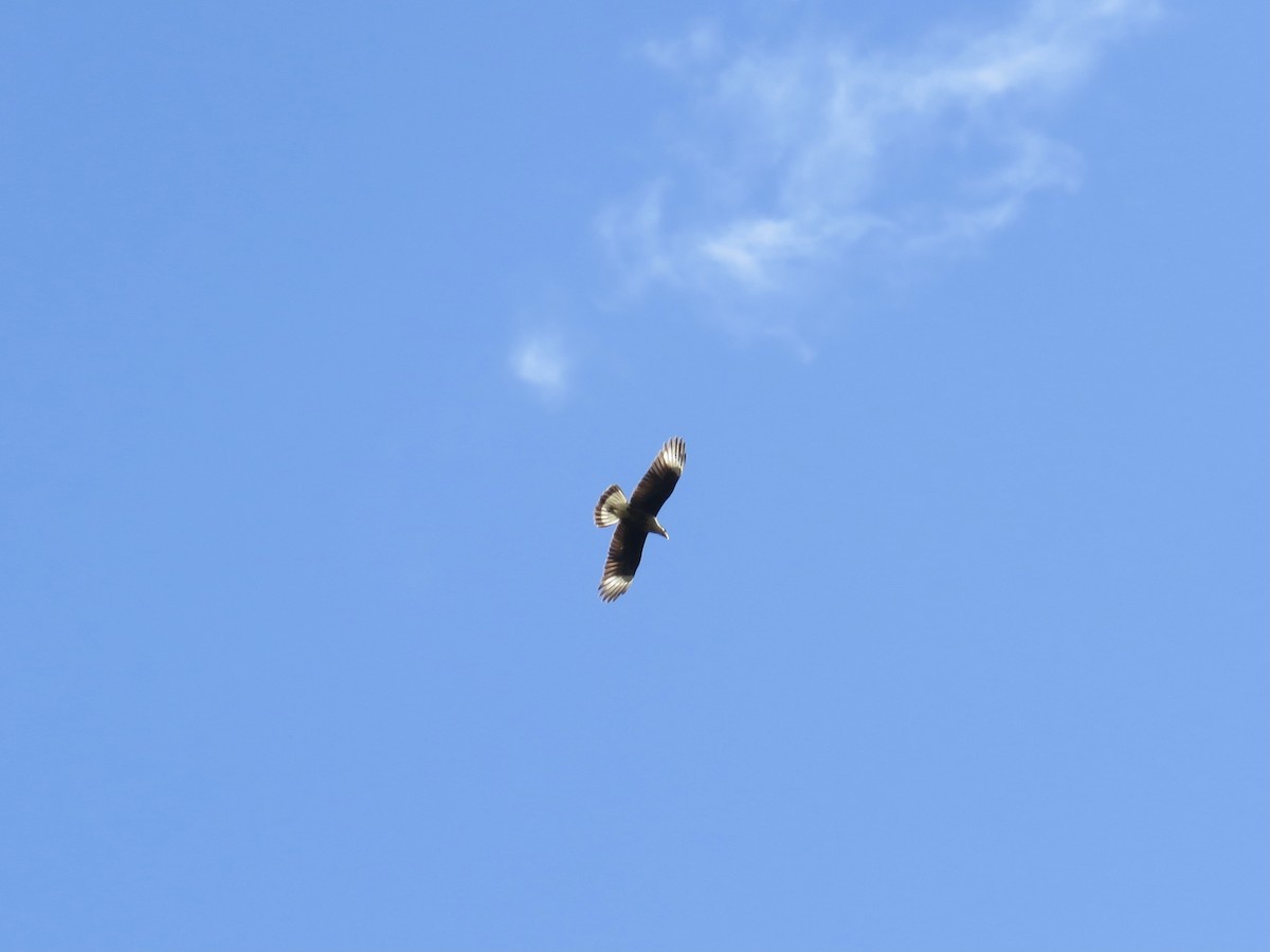 Crested Caracara (Northern) - ML278534571