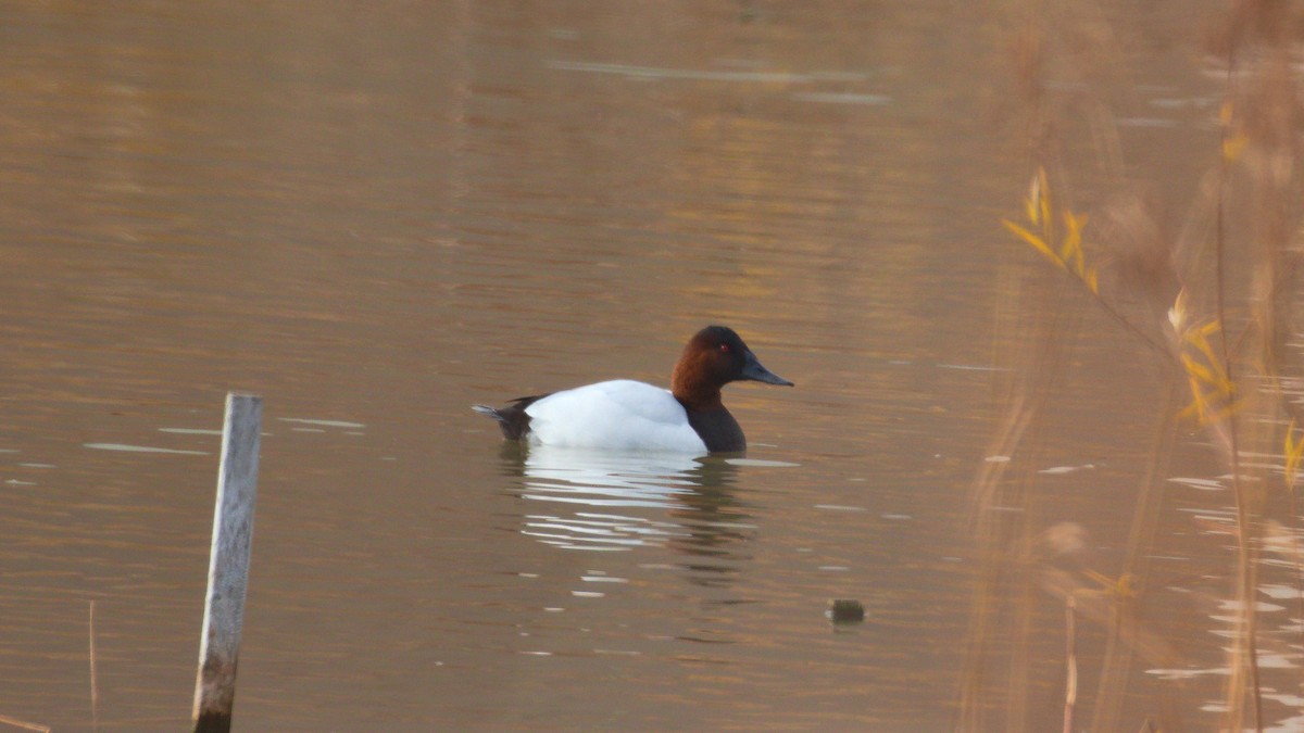 Canvasback - ML278534731