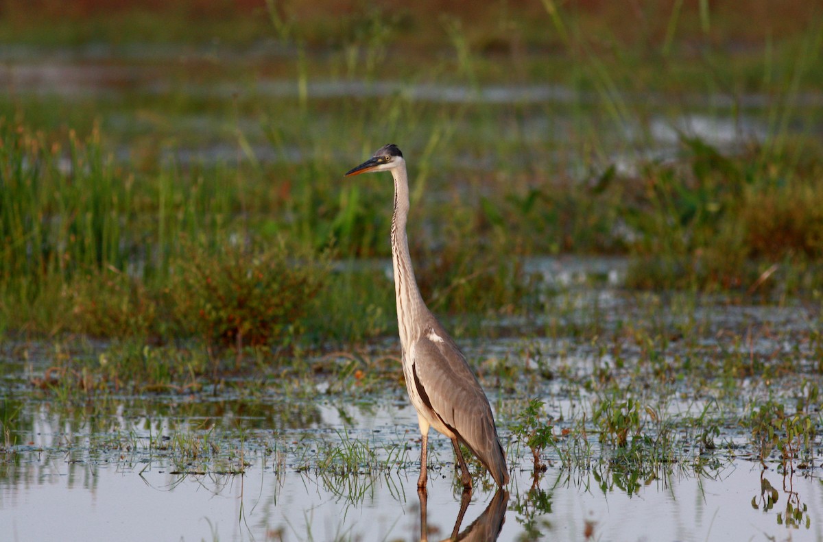 Cocoi Heron - Jay McGowan