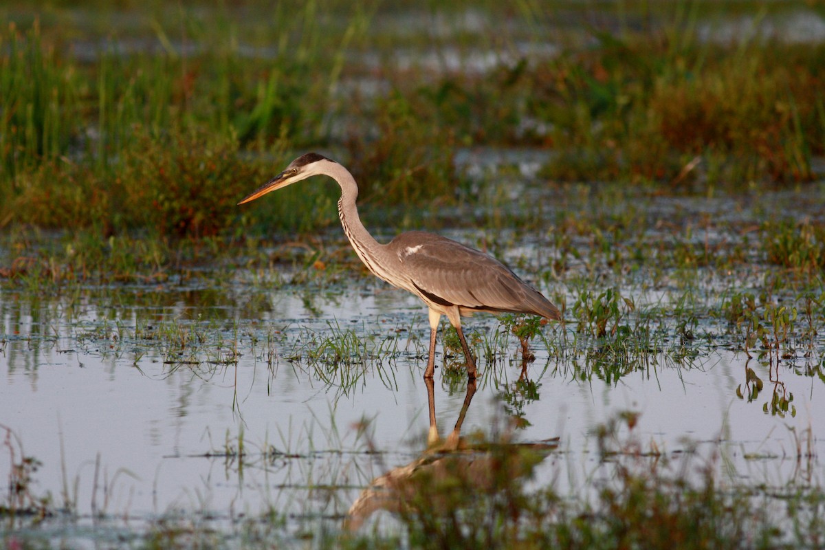 Cocoi Heron - Jay McGowan