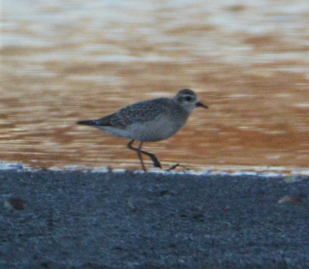 American Golden-Plover - ML278537521