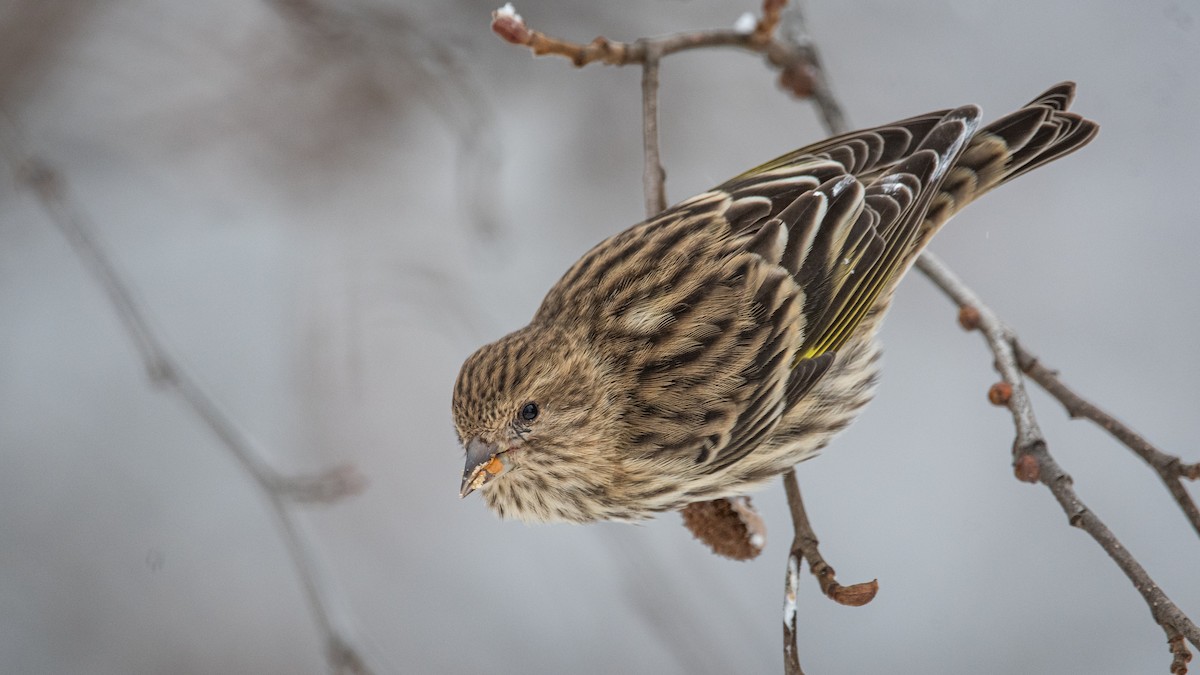 Pine Siskin - ML278541651