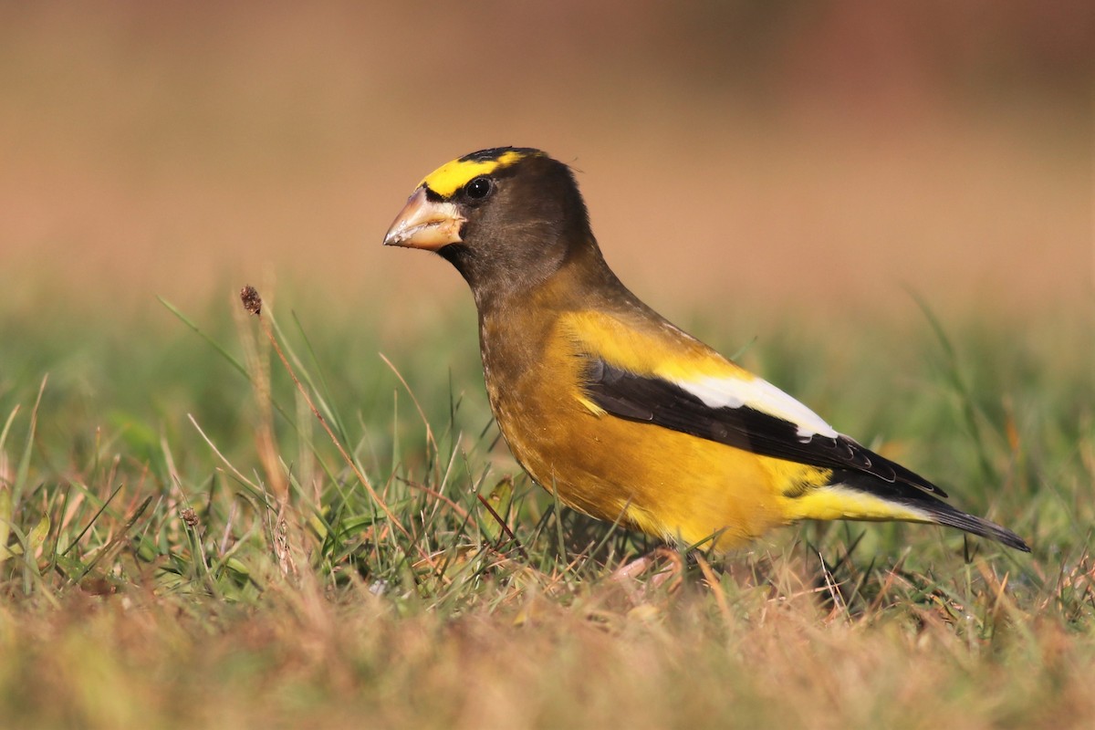 Evening Grosbeak (Eastern or type 3) - Brendan Fogarty