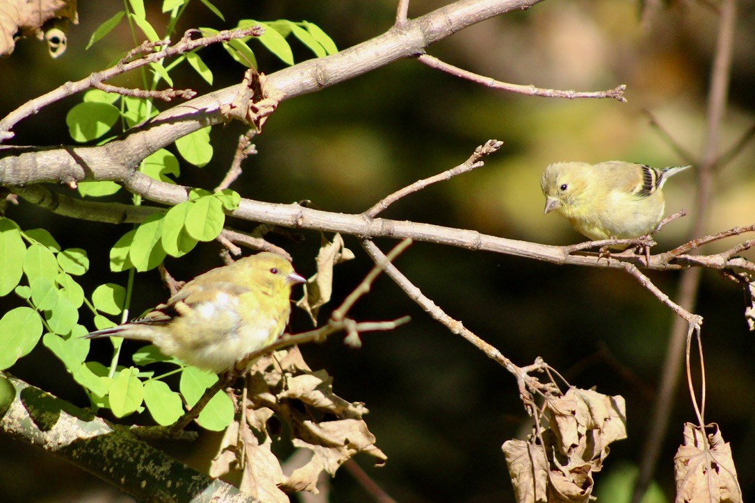 American Goldfinch - ML278543241