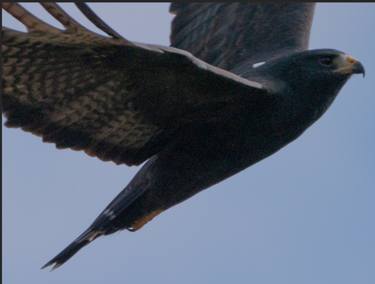 Zone-tailed Hawk - Aaric Eisenstein