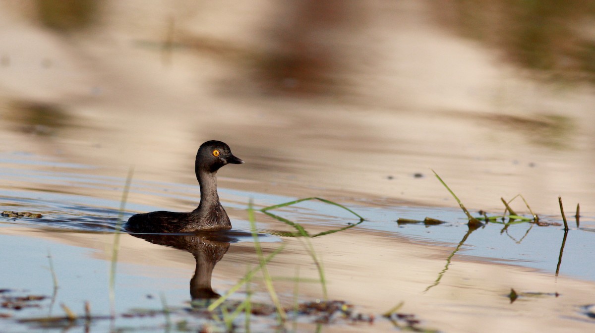 Least Grebe - ML27854601