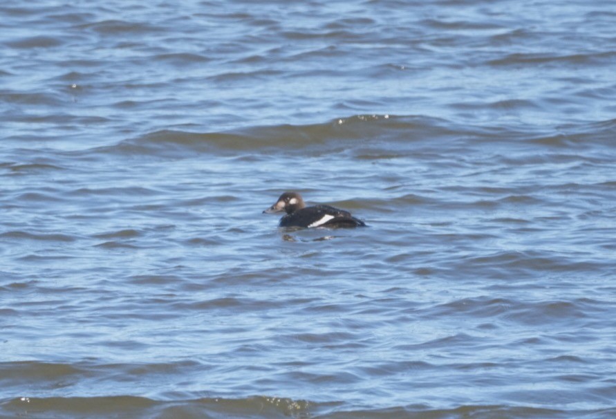 White-winged Scoter - Kevin Scaldeferri