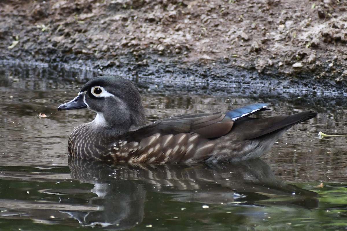 Wood Duck - ML278547701