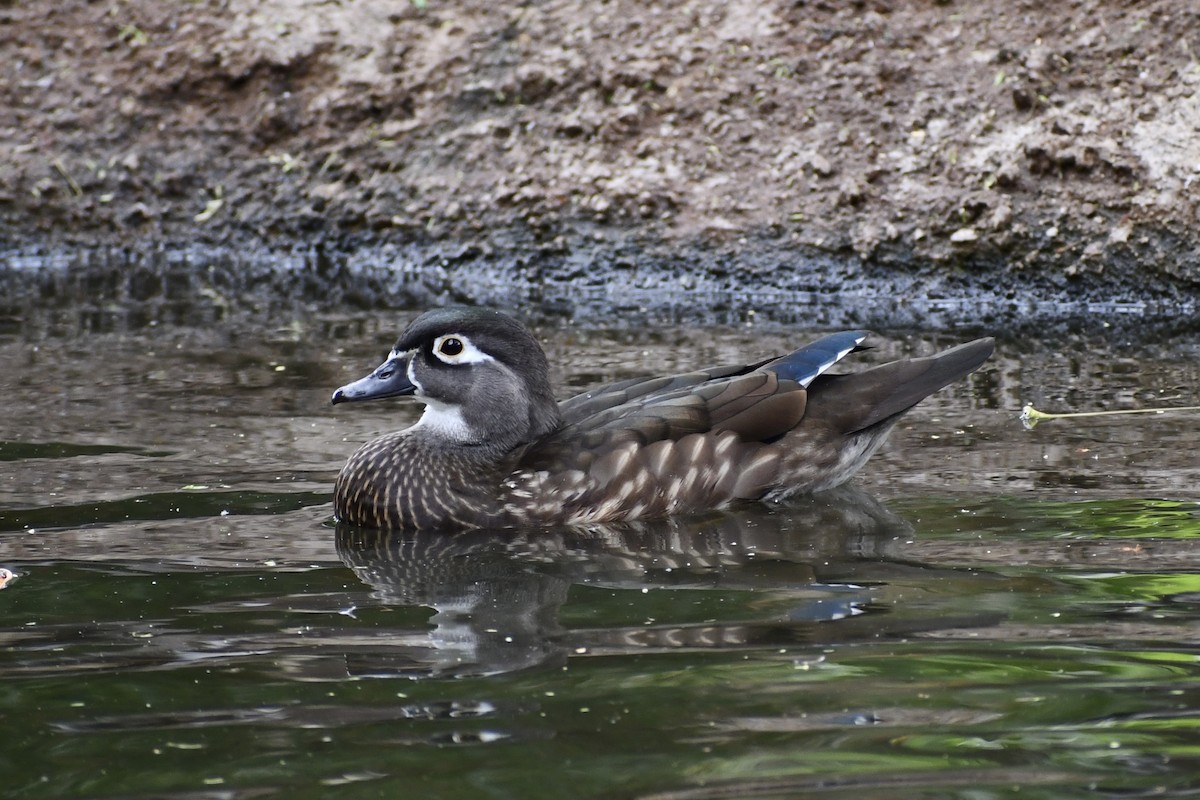 Wood Duck - ML278547721