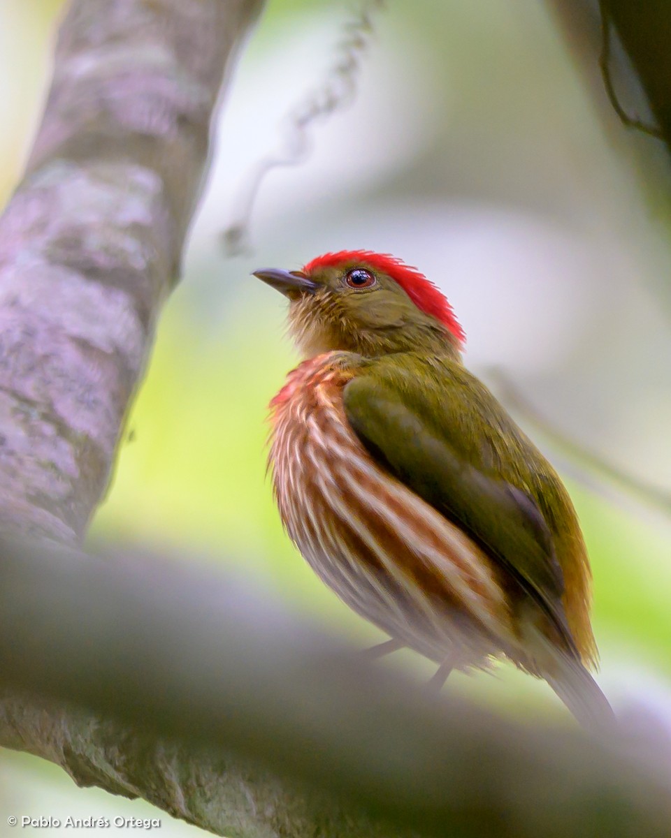 Striolated Manakin - ML278547971