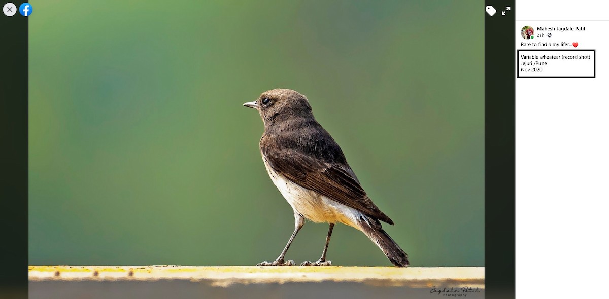 Variable Wheatear - MH Rarities and Uncommoners (proxy account)