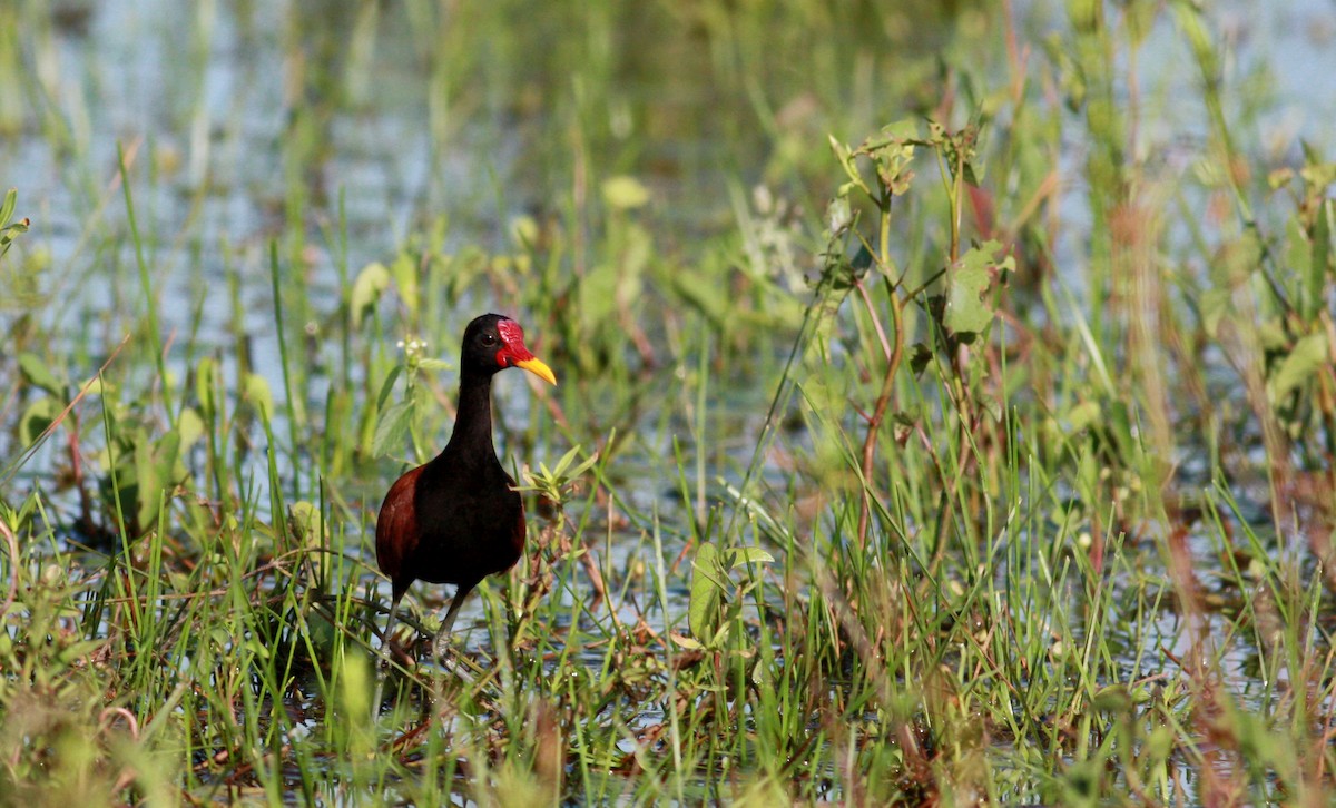 Wattled Jacana (Chestnut-backed) - Jay McGowan