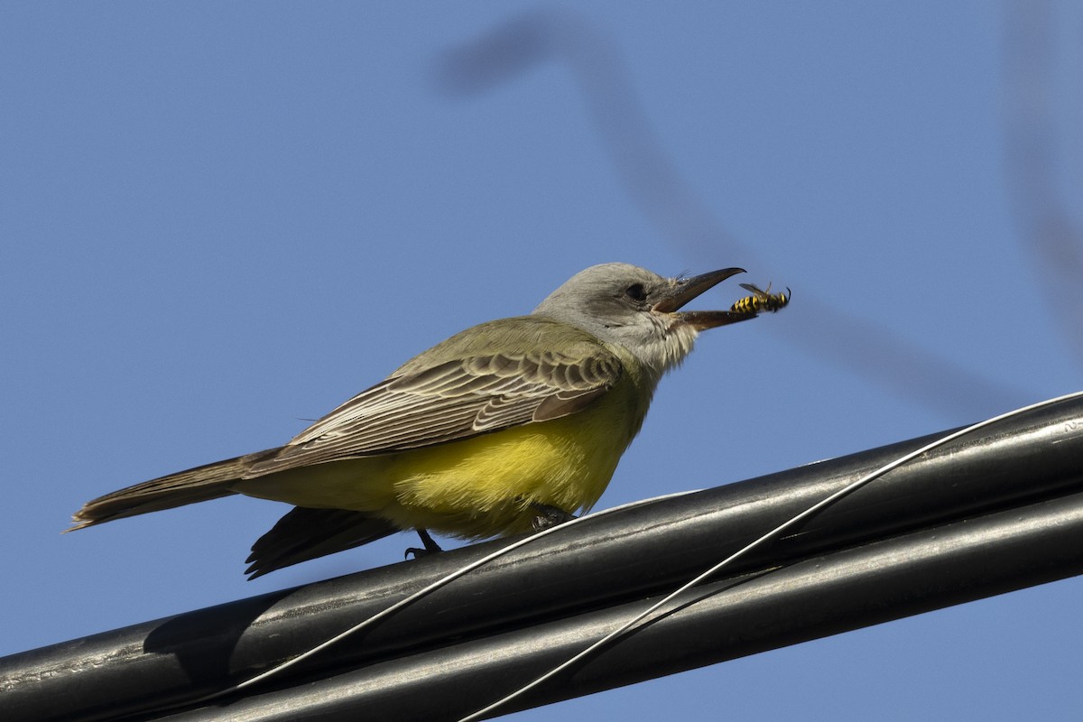 Tropical Kingbird - Eric Ellingson