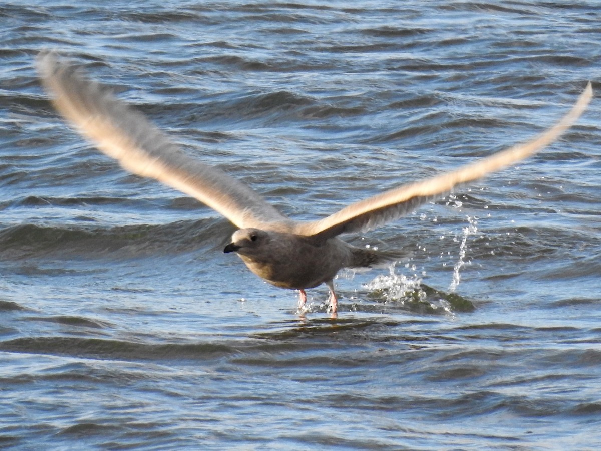 Iceland Gull - ML278551491